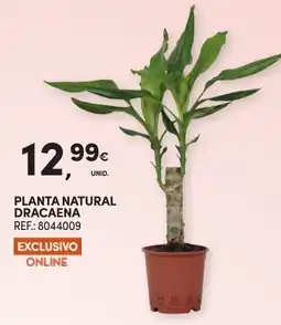 Continente Planta natural dracaena promoção