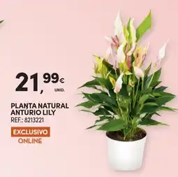 Continente Planta natural anturio lily promoção