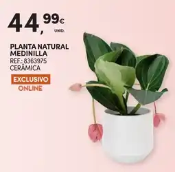 Continente Planta natural medinilla promoção