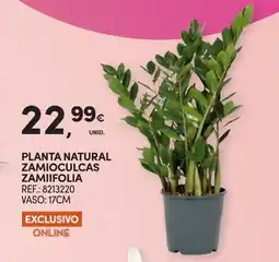 Continente Planta natural zamioculcas zamiifolia promoção