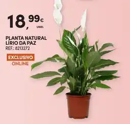 Continente Planta natural lirio da paz promoção