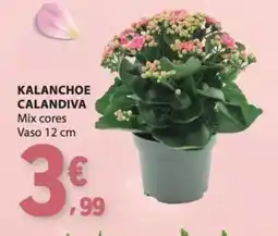 E.Leclerc Kalanchoe calandiva promoção