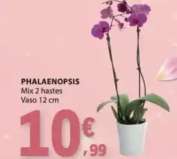 E.Leclerc Phalaenopsis mix 2 hastes vaso 12 cm promoção