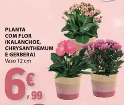 E.Leclerc Planta com flor (kalanchoe, chrysanthemum e gerbera) vaso 12 cm promoção