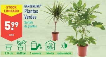 ALDI Gardenline Plantas Verdes promoção