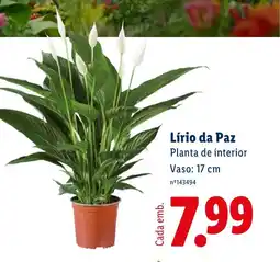Lidl Lírio da Paz Planta de interior Vaso: 17 cm promoção