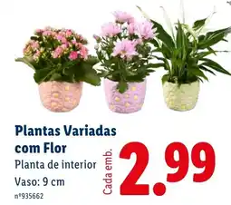 Lidl Plantas Variadas com Flor promoção