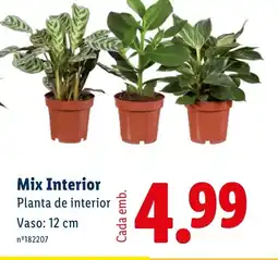 Lidl Mix Interior Planta de interior Vaso: 12 cm promoção