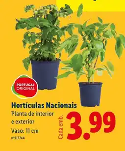 Lidl Hortículas Nacionais Planta de interior e exterior promoção