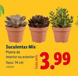 Lidl Suculentas Mix promoção