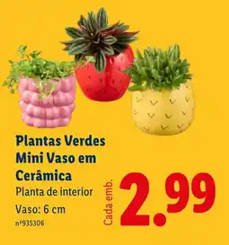 Lidl Plantas Verdes Mini Vaso em Cerâmica Planta de interior Vaso: 6 cm promoção