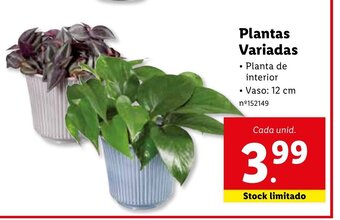 Lidl Plantas Variadas promoção