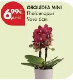 Pingo Doce Orquídea mini phalaenopsis vaso 6cm promoção