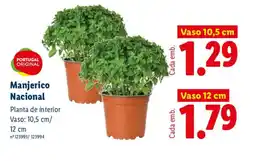 Lidl Manjerico Nacional Vaso 10,5 cm promoção