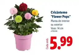 Lidl Crisântemo "Flower Pops" promoção