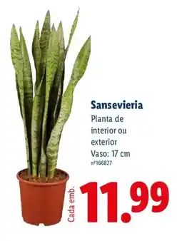 Lidl Sansevieria promoção