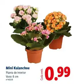 Lidl Mini Kalanchoe Planta de interior Vaso: 6 cm promoção