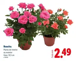 Lidl Roseira Planta de interior ou exterior Vaso: 10,5 promoção