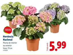 Lidl Hortênsia Nacional promoção
