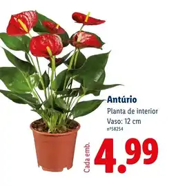 Lidl Antúrio Planta de interior Vaso: 12 cm promoção