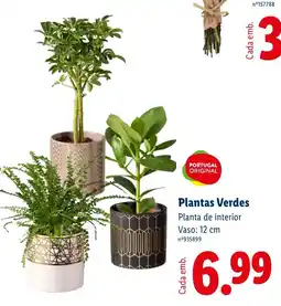 Lidl Plantas Verdes promoção