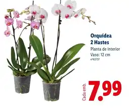 Lidl Orquídea 2 Hastes promoção