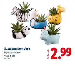 Lidl Suculentas em Vaso Planta de interior Vaso: 6 cm promoção