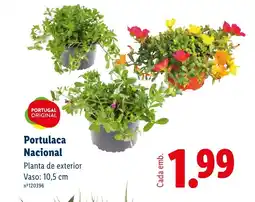 Lidl Portulaca Nacional promoção