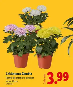 Lidl Crisântemo Zembla promoção
