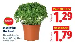 Lidl Manjerico Nacional Vaso 10,5 cm promoção