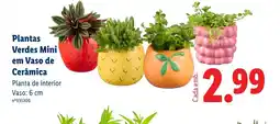 Lidl Plantas Verdes Mini em Vaso de Cerâmica promoção