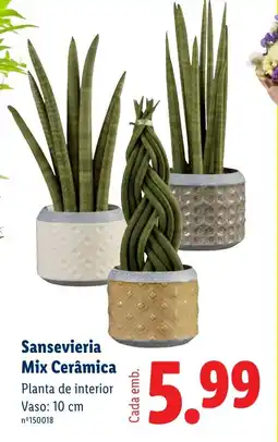 Lidl Sansevieria Mix Cerâmica promoção