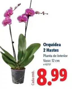 Lidl Orquídea 2 Hastes promoção