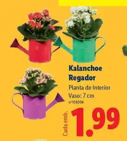 Lidl Kalanchoe Regador promoção
