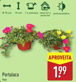 ALDI Portulaca promoção
