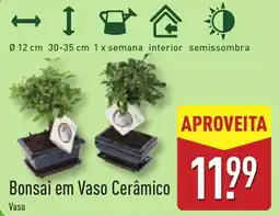 ALDI Bonsai em Vaso Cerâmico promoção
