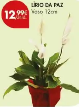 Pingo Doce Lírio da paz promoção
