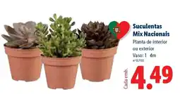 Lidl Suculentas Mix Nacionais promoção