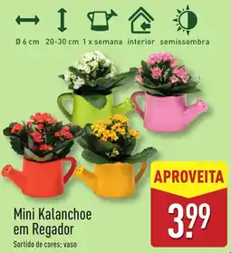 ALDI Mini Kalanchoe em Regador promoção