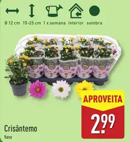 ALDI Crisântemo promoção
