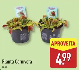ALDI Planta Carnívora promoção