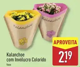 ALDI Kalanchoe com Invólucro Colorido promoção