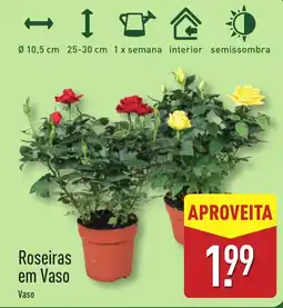 ALDI Roseiras em Vaso promoção