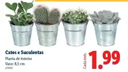 Lidl Catos e Suculentas promoção