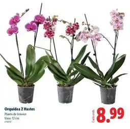 Lidl Orquídea 2 Hastes promoção