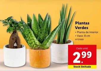 Lidl Plantas Verdes promoção