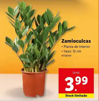 Lidl Zamioculcas promoção