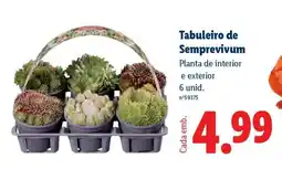 Lidl Tabuleiro de Sempervivum promoção