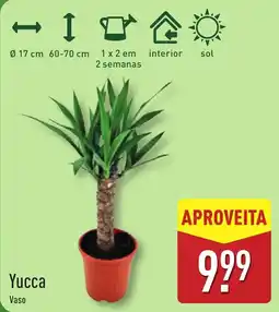 ALDI Yucca Vaso promoção