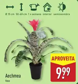 ALDI Aechmea Vaso promoção